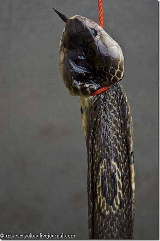 Extreme-cocktail-of-Thailand_7_(www.funnypagenet.com)