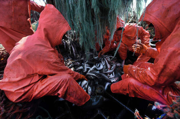 Искусственный интеллект поможет заманить в сети больше рыбы