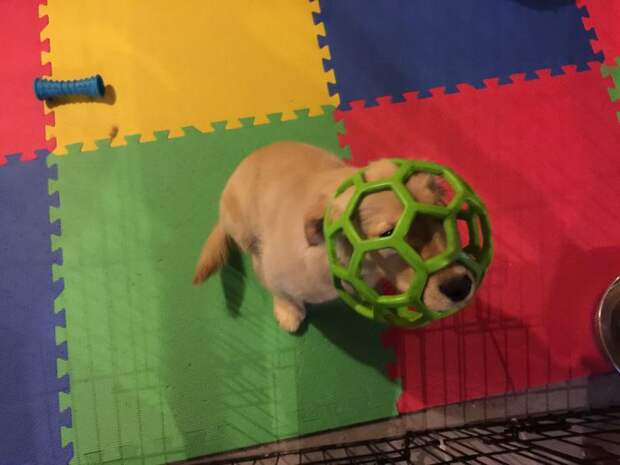Golden Retriever Regrets