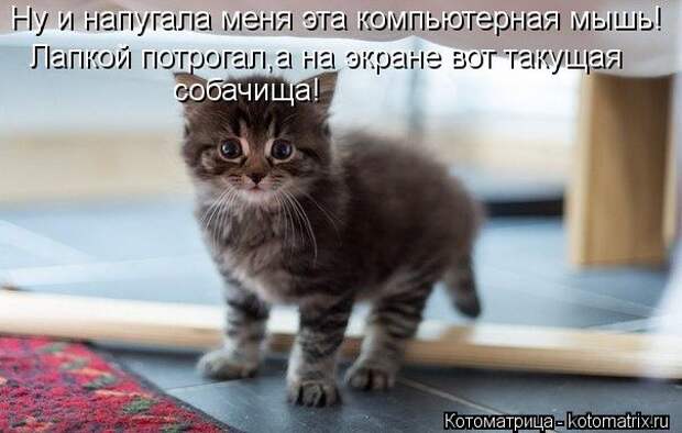 Котоматрица: Ну и напугала меня эта компьютерная мышь! Лапкой потрогал,а на экране вот такущая  собачища!