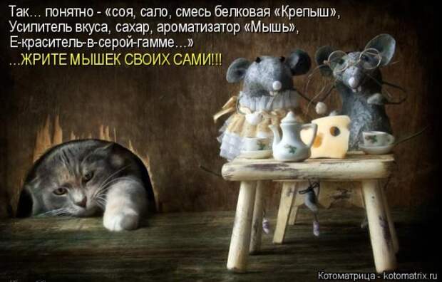 Лучшие котоматрицы недели