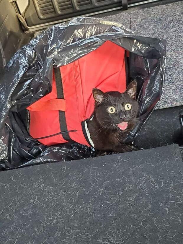 Хаски спас кошку, брошенную в сумке-холодильнике