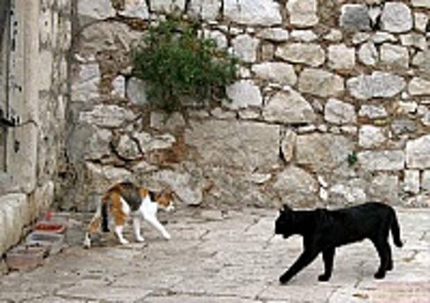 Кошки и Котята 68
