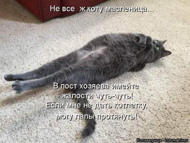 Лучшая котоматрица недели