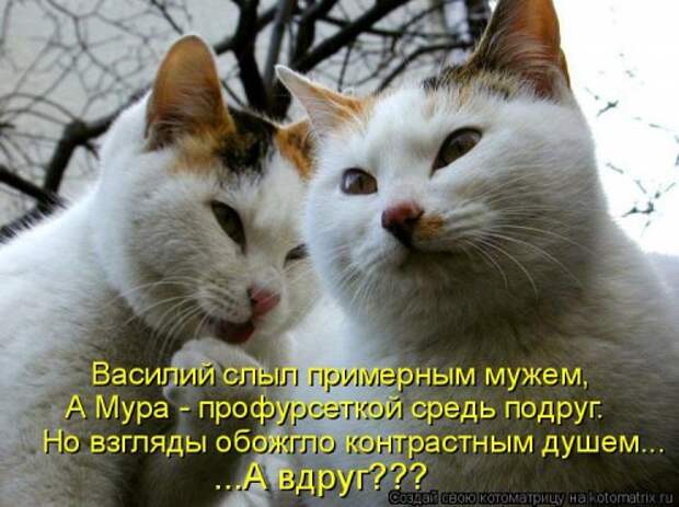 Свежая прикольная котоматрица (26 фото)