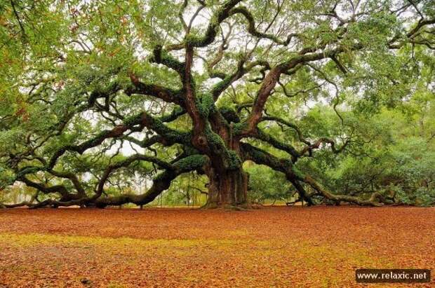 nature_058