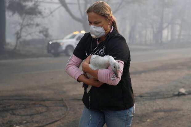 В Калифорнии от лесных пожаров спасают животных / REUTERS