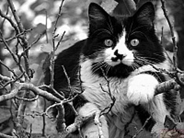 Кошки и Котята 67