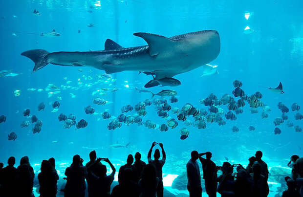 Московские океанариумы