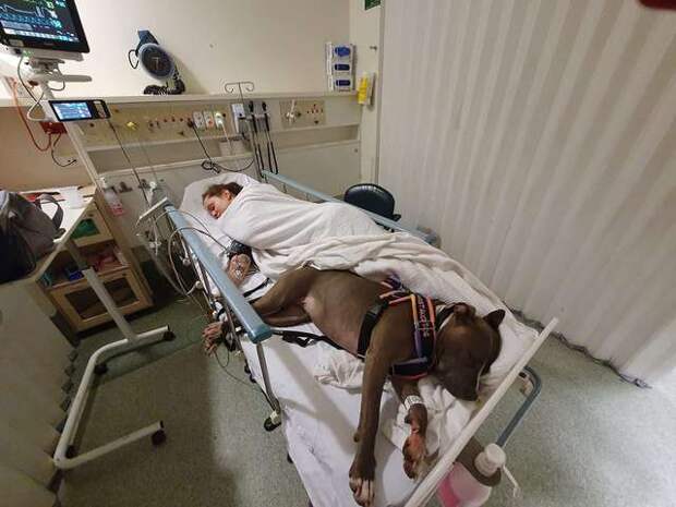 собака в больнице с хозяйкой