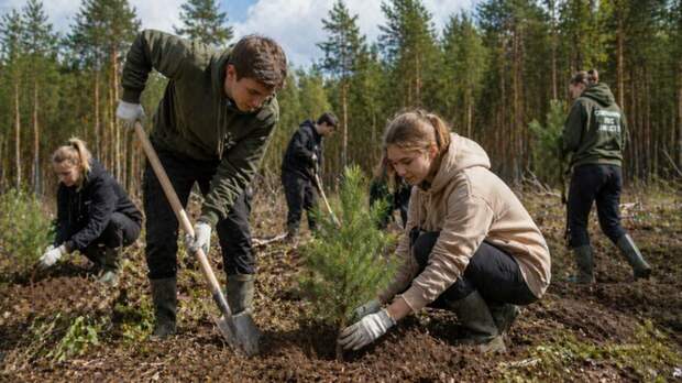 Жителей Барнаула приглашают принять участие в посадке деревьев в Шипуновском районе