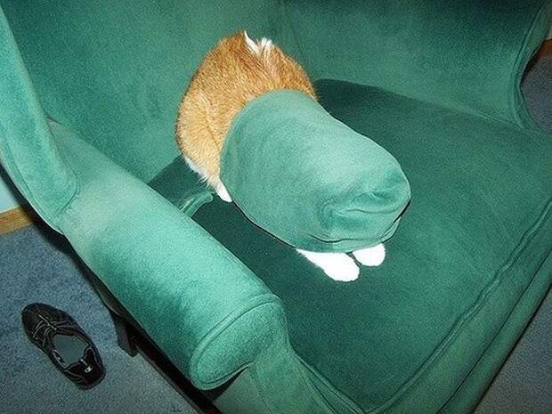 Смешные кошки
