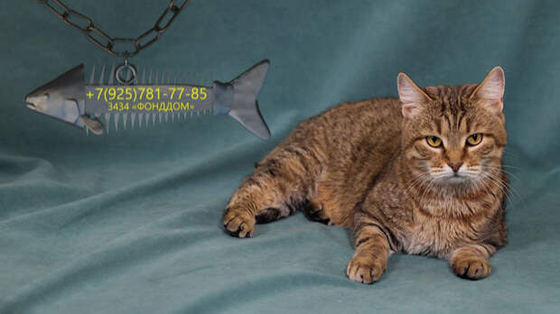 Игривая Леди