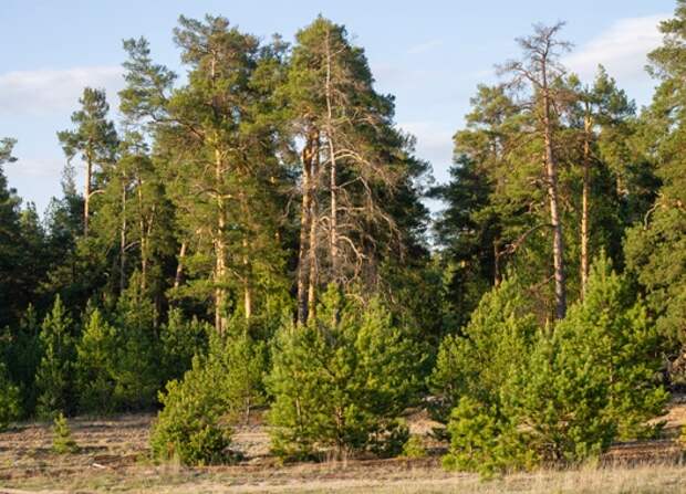 Эксперты оценили состояние лесов Рязанской области и назвали причины их гибели