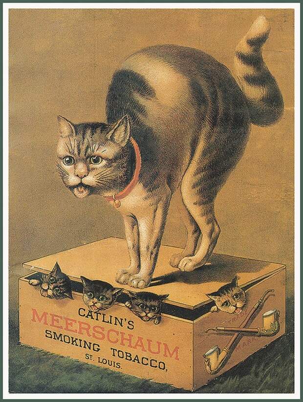 На завод картинка с котами
