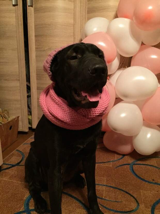собака нашла дом собака в шарфе