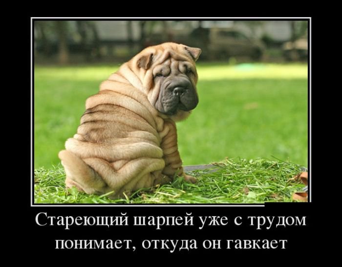 Свежие демотиваторы декабря Свежие демотиваторы декабря
