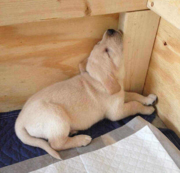 Four-Week-Old Labrador Puppy Fell Asleep Like This