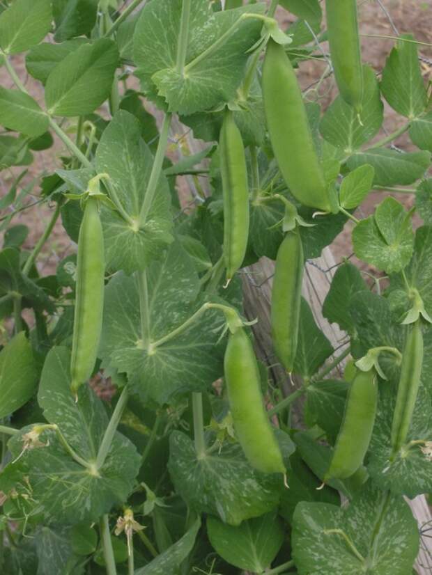 Горох (Pea)