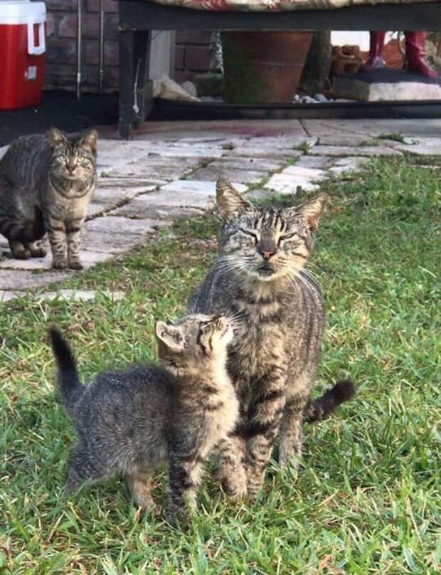 коты на улице