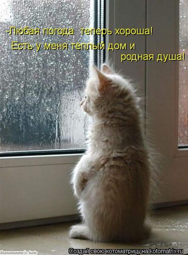 Котоматрицы(картинки с надписями)