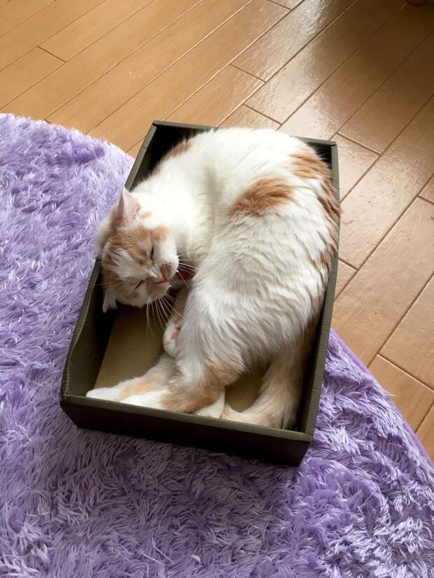 Удобно так как можно. Коты в необычных местах. вещи с котиками. предметы для кота. я кот мне так удобно.