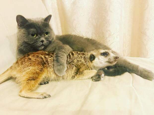 8 теплых фото кота и суриката, которые любят обниматься