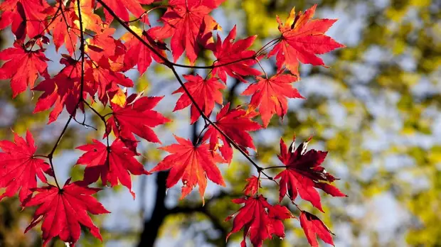 В Гидрометцентре рассказали о погоде в первые дни осени