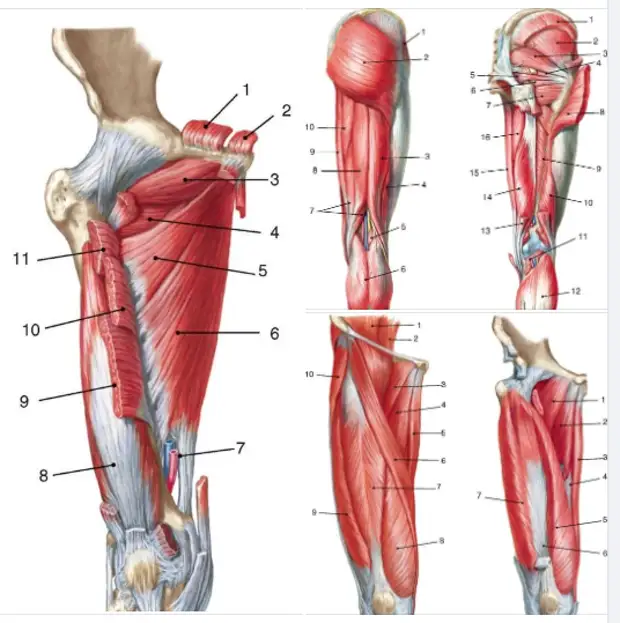 Мышцы пояса. Мышцы пояса нижней конечности. Кости и мышцы пояса нижних конечностей. Мышцы и фасции пояса нижних конечностей. Места прикрепления мышц нижних конечностей.