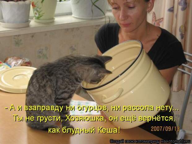 Лучшие котоматрицы недели (50 фото)