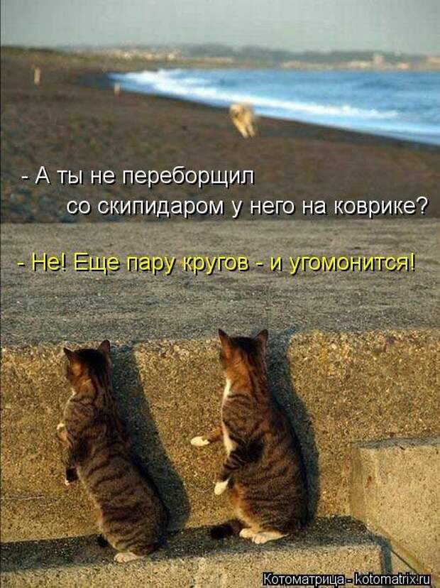 Котоматрицы (картинки с надписями)