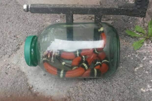 В Ростове дворовый кот помог найти потерявшуюся домашнюю змею