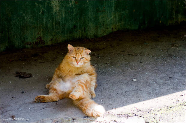Котята и коты (27 фото)
