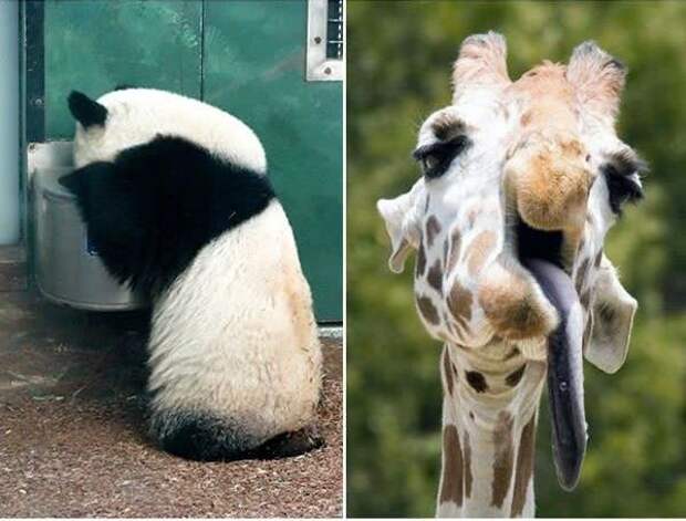 Кто пьет хмельное, тот Кто пьет хмельное, тот