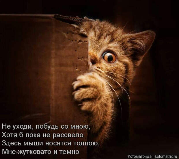 kotomatritsa_Pw (700x622, 304Kb)