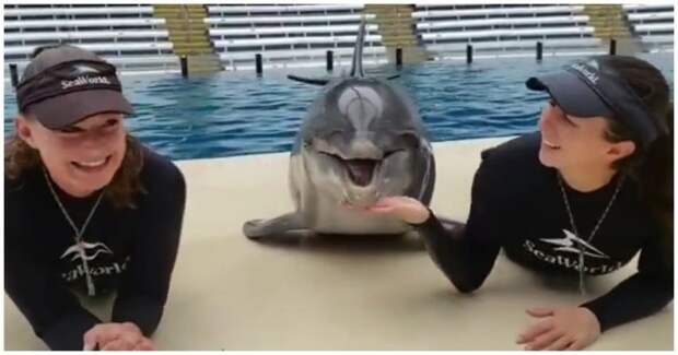Дельфин и русалки: матерый обольститель за работой видео, дельфин, животные, милота, пикап, прикол, юмор