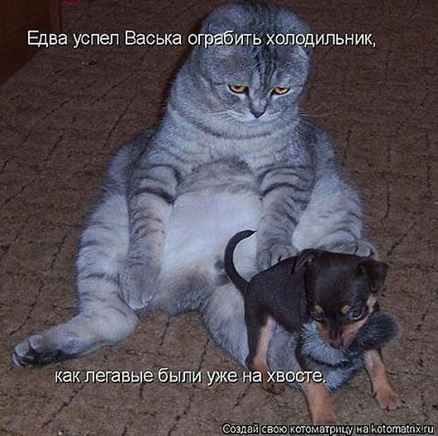 1428677953_kotomatricy-14