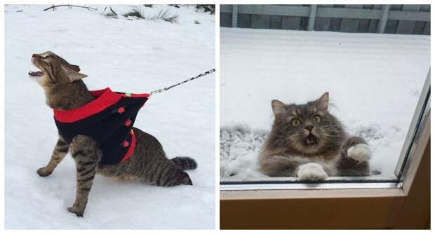 22 забавных фото котов, которые терпеть не могут снег
