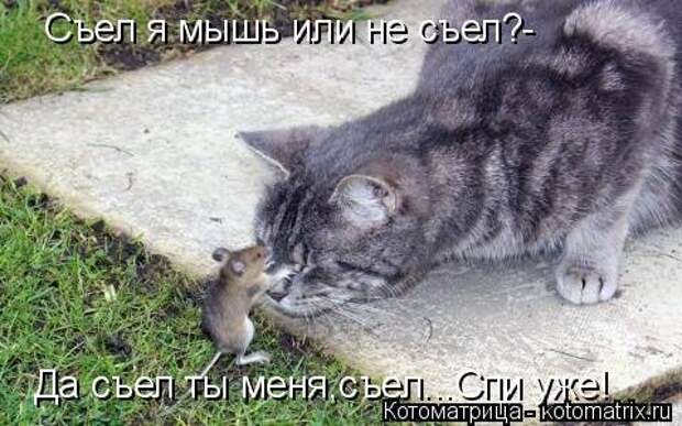 Новая котоматрица (30 фото)