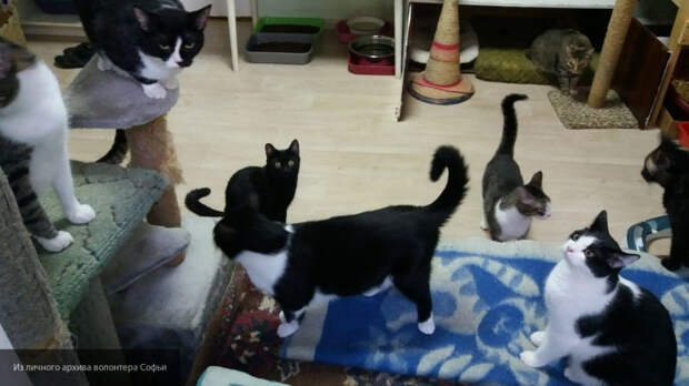 Волонтер Софья обожает животных и работает волонтером в кошачьем приюте