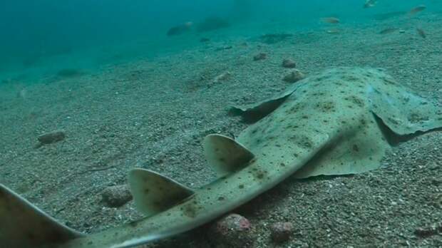Фотограф из Великобритании снял на видео момент охоты вымирающей плоскотелой акулы