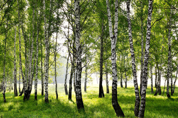 Биолог Сафонов: для сбора березового сока диаметр ствола должен быть от 20 см