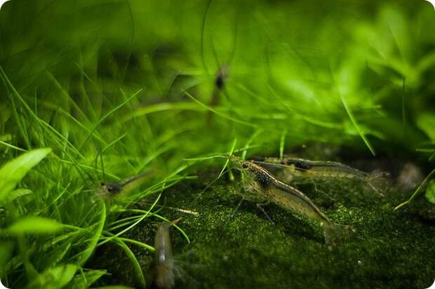 Креветка Амано или Каридина Японика (лат. Caridina multidentata)