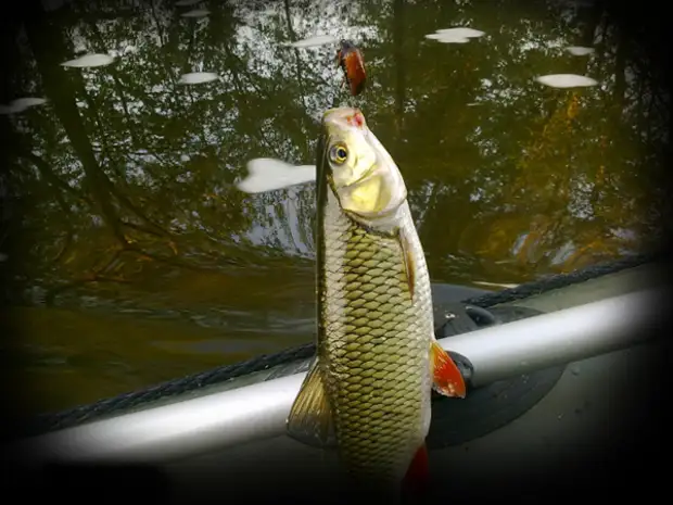 Голавль жук. Жук для ловли голавля. Мушка майский жук на голавля. Голавль жук. Голавль на майского жука.