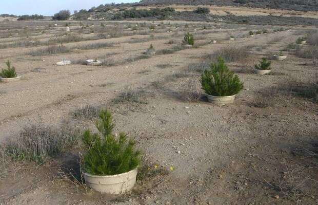 Без воды и под палящим солнцем: как Израиль превратил пески в леса и виноградники    