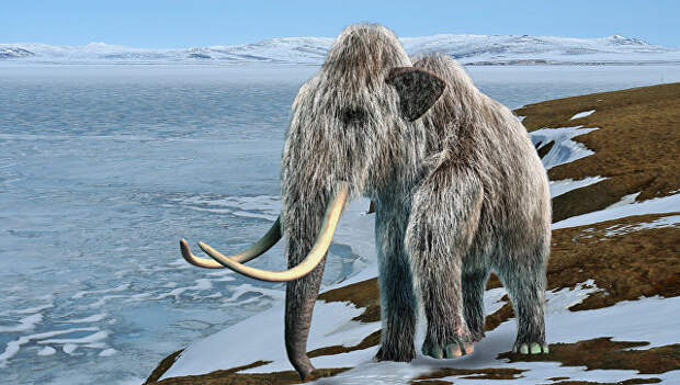 Самые последние шерстистые мамонты на Земле жили на острове Врангеля