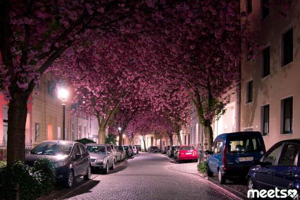 Cherry-Blossom-Tunnel Cherry-Blossom