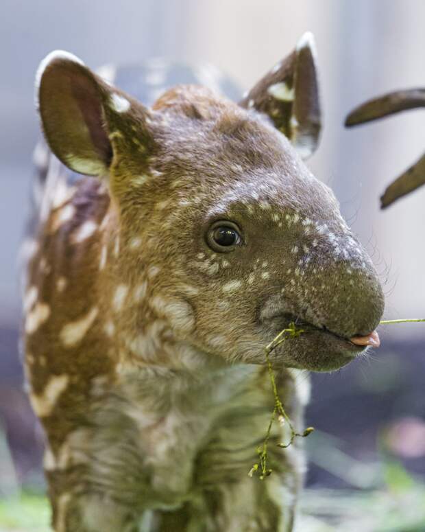Детёныш тапира. (Tambako The Jaguar)