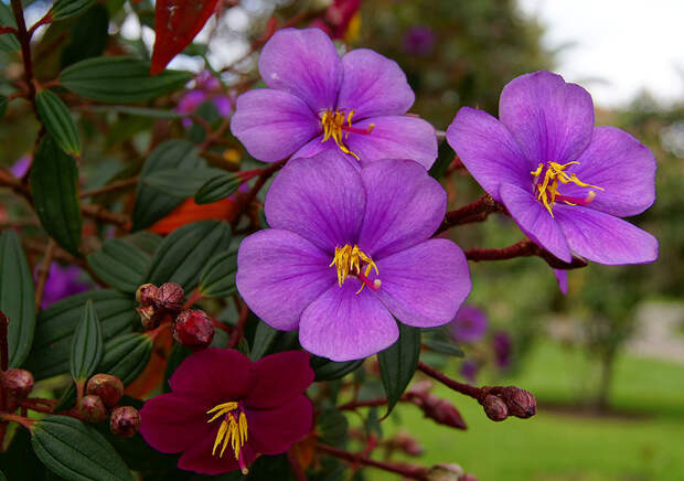 Tibouchina-lepidota-Purple-Flower-- (700x492, 162Kb)