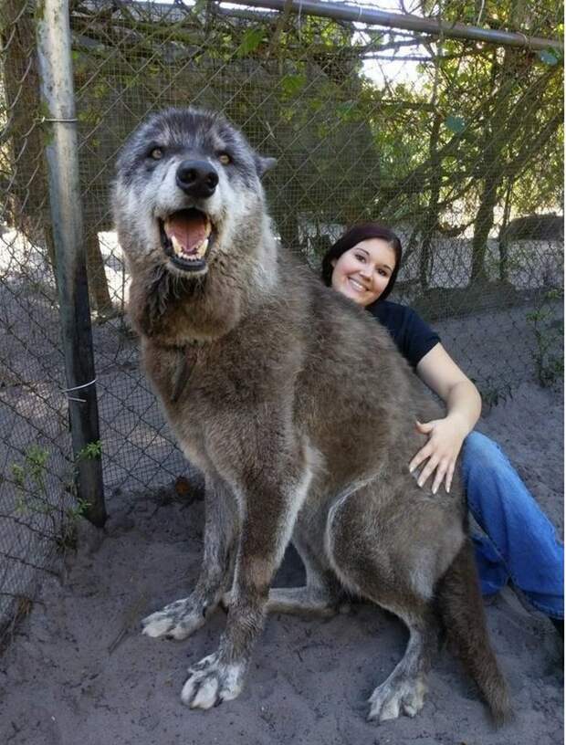 Огромный волк из приюта, спасенный от усыпления